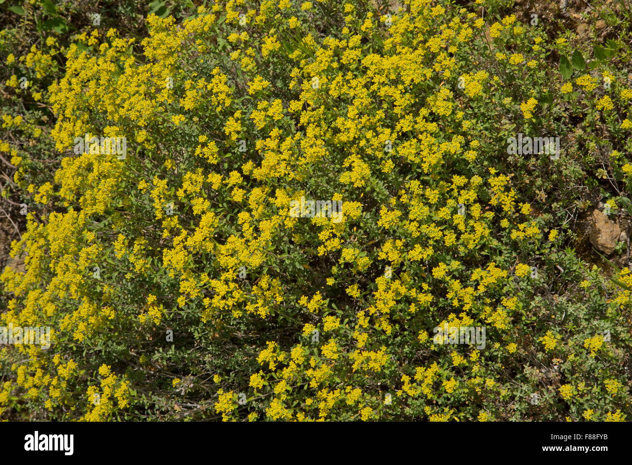 Ein Alison, Alyssum Serpyllifolium Ssp Malacitanum, Alison; Südwest-Spanien. Stockfoto