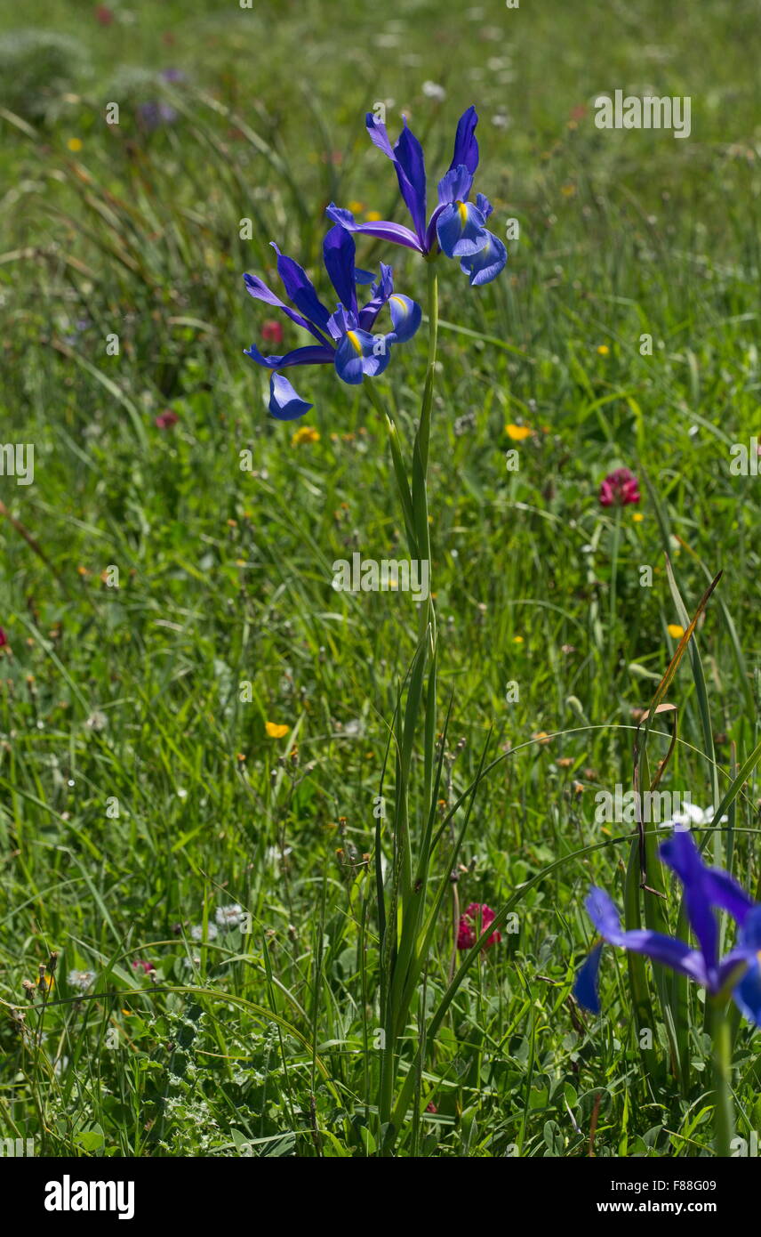 Spanische Iris, kleine bauchige verwurzelt Iris Iris Xiphium in Blüte, Südwest-Spanien. Stockfoto