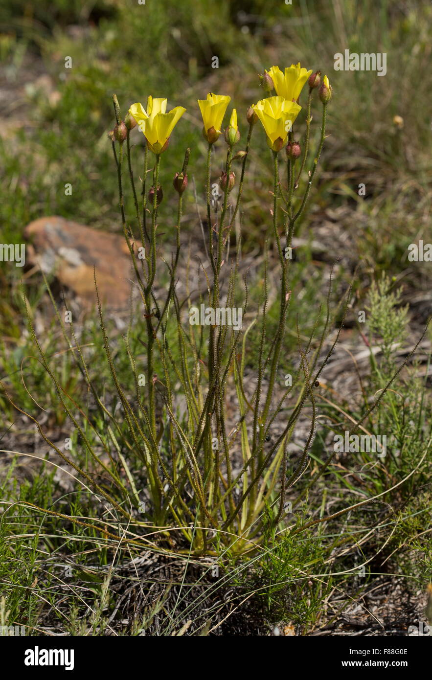 Portugiesisch-Sonnentau oder taufrischen Kiefer, Drosophyllum Lusitanicum - ungewöhnlich insektenfressende Pflanze, Südwest-Spanien. Stockfoto