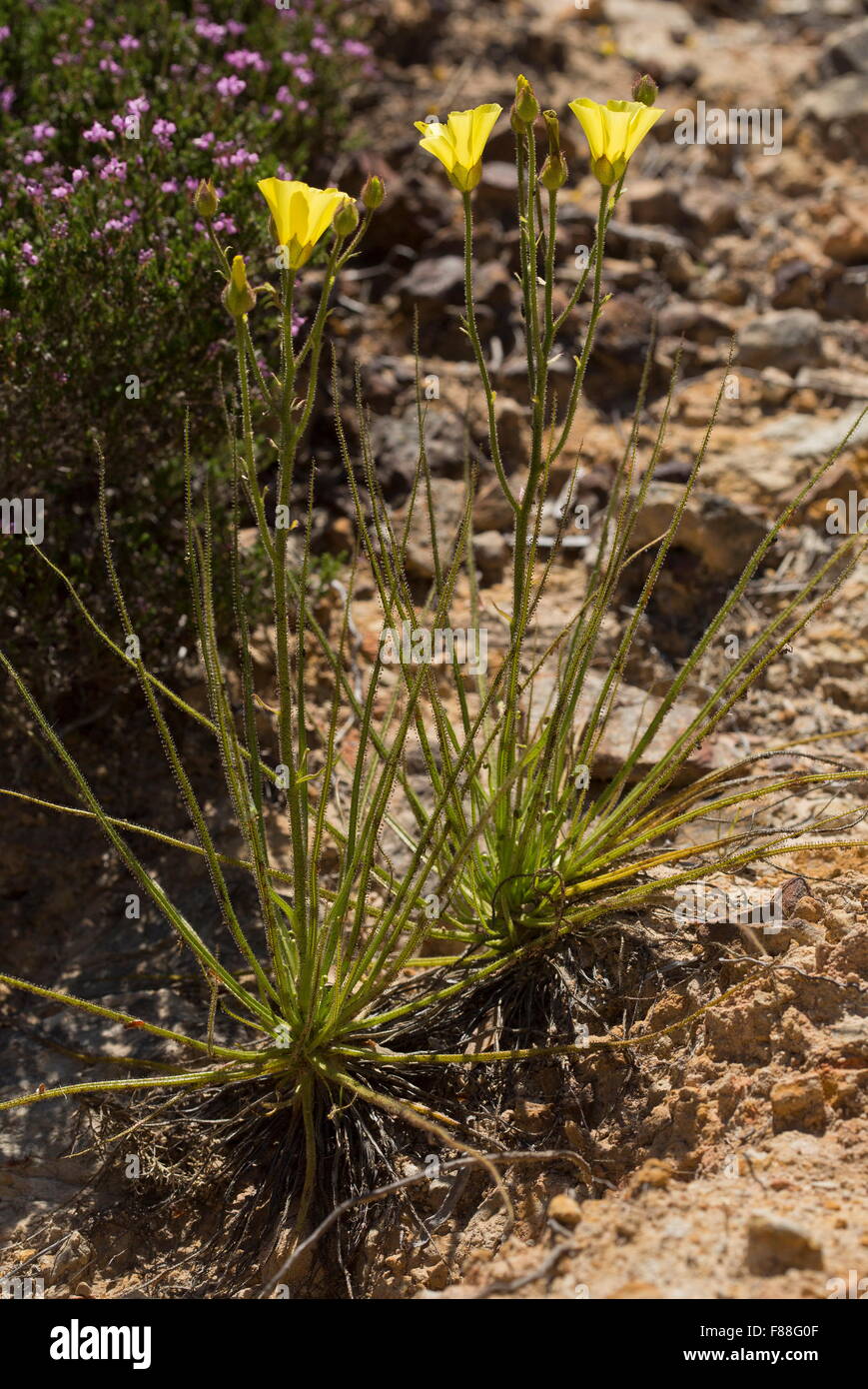 Portugiesisch-Sonnentau oder taufrischen Kiefer, Drosophyllum Lusitanicum - ungewöhnlich insektenfressende Pflanze, Südwest-Spanien. Stockfoto