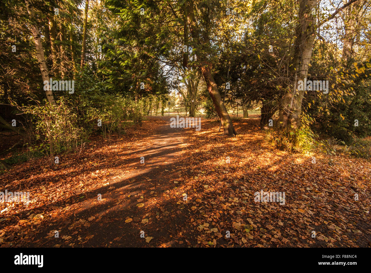 Blick auf den von Bäumen gesäumten Weg in South Park, Darlington zeigt das Herbstlaub und gefleckte Sonnenlicht Stockfoto