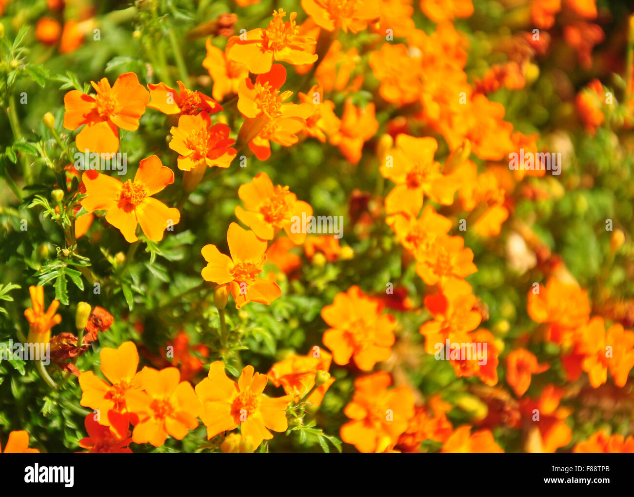 Ringelblume (Tagetes Tenuifolia) Stockfoto
