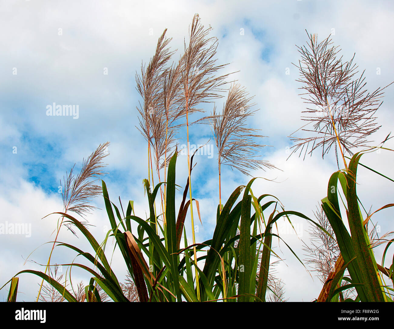 Zuckerrohr in Blüte reif für die Ernte Stockfoto