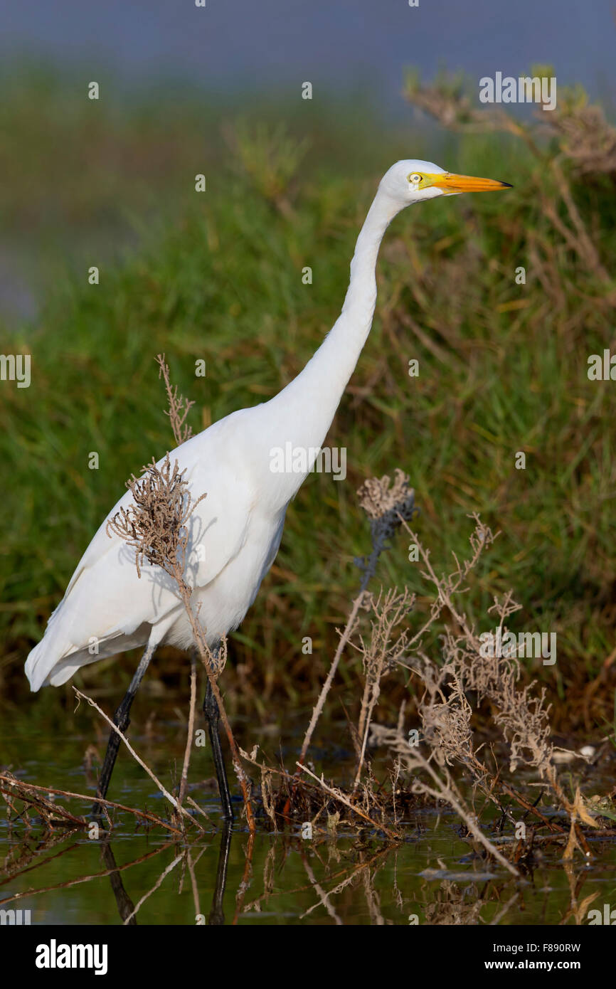 Fortgeschrittene Egret, stehend auf dem Wasser, Salalah, Dhofar, Oman (Egretta Intermedia) Stockfoto