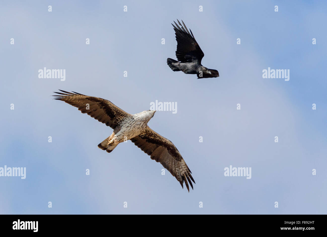 Habichtsadler, gemobbt Erwachsenen durch Fan-tailed, Raven, Tawi Atayr, Dhofar, Oman (Aquila Fasciata) Stockfoto