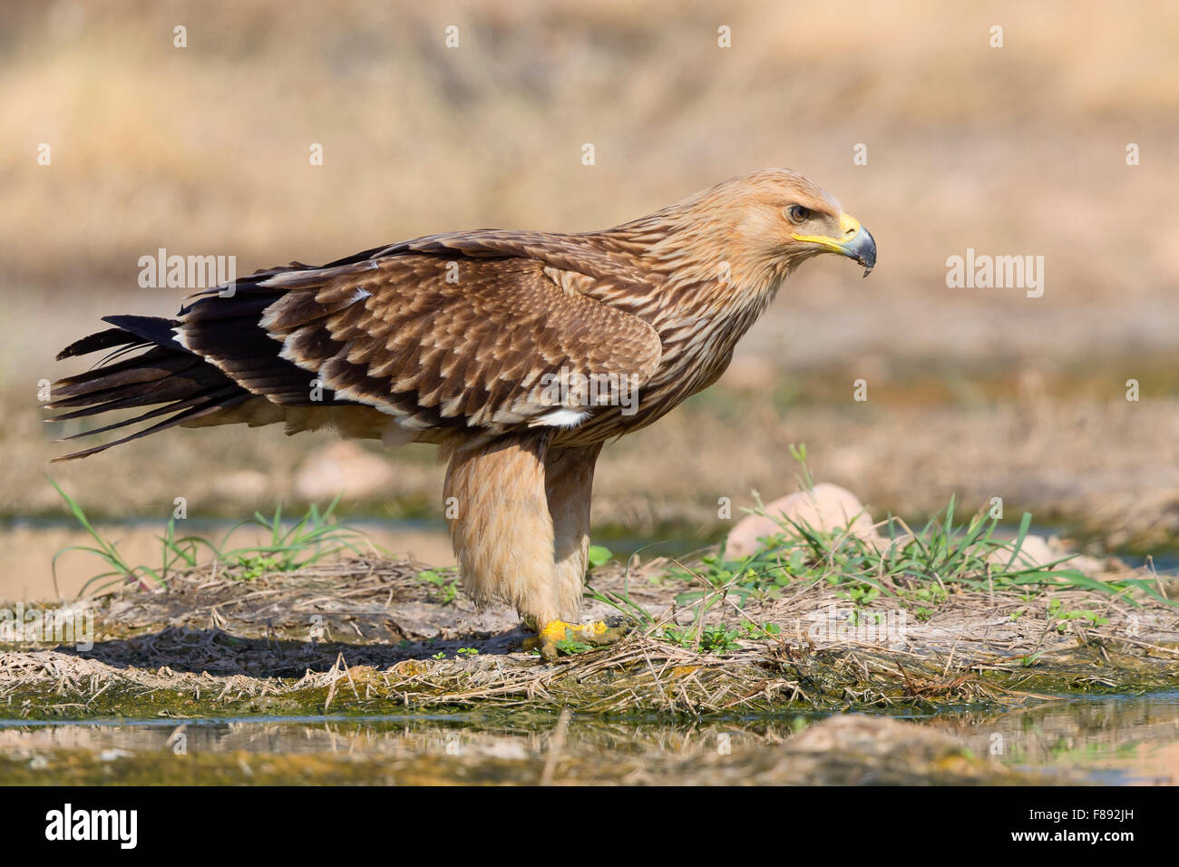 Kaiseradler, Juvenile juvenile stehen neben einem Pool, Salalah, Dhofar, Oman (Aquila Heliaca) Stockfoto