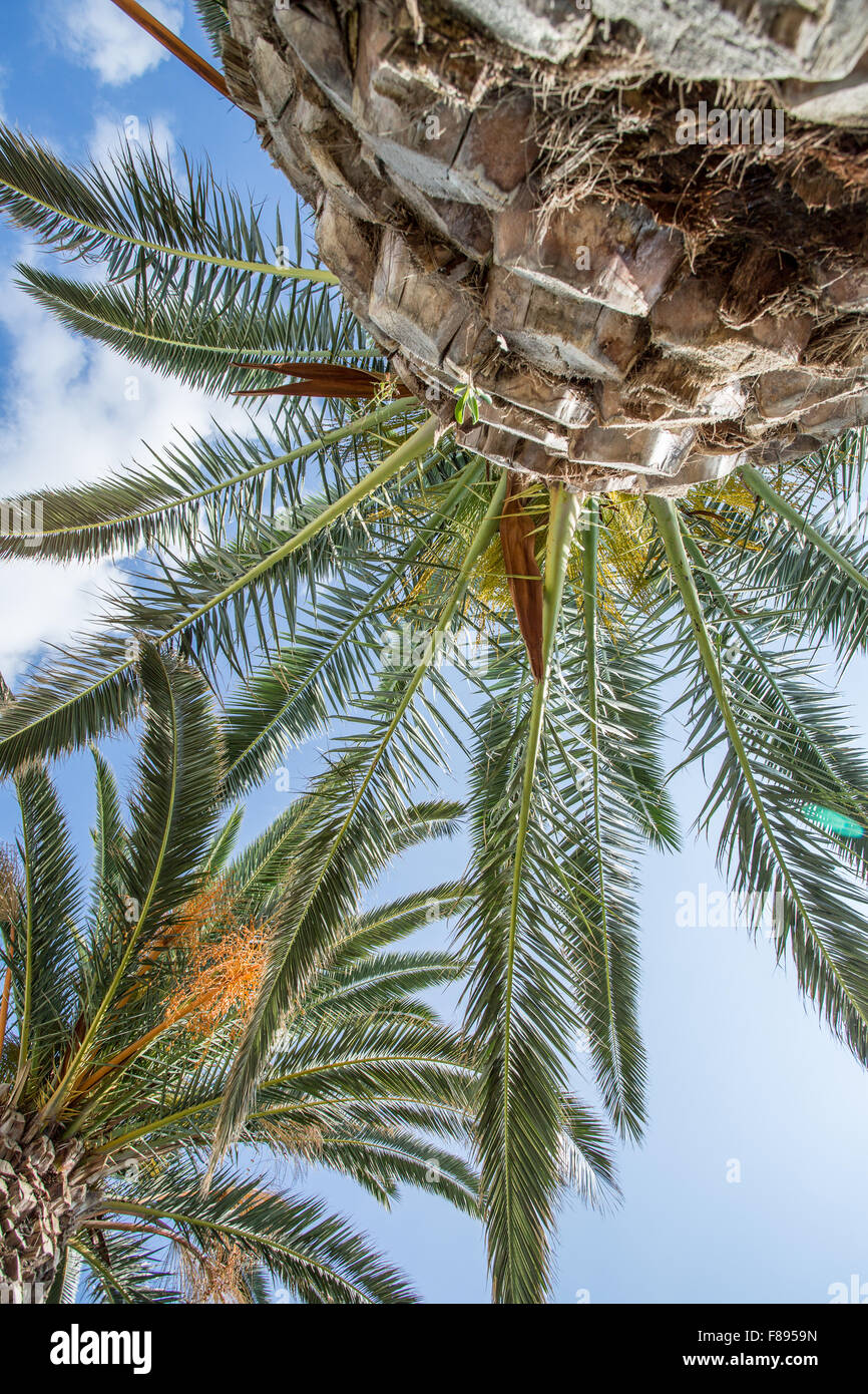 Dattelpalme und blauen Himmel im Hintergrund. Stockfoto