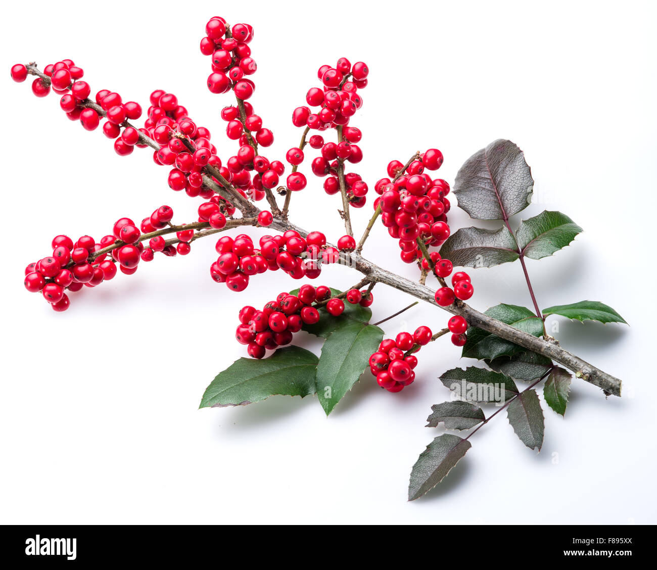 Stechpalme (Ilex) Blätter und Früchte auf einem weißen Hintergrund. Stockfoto