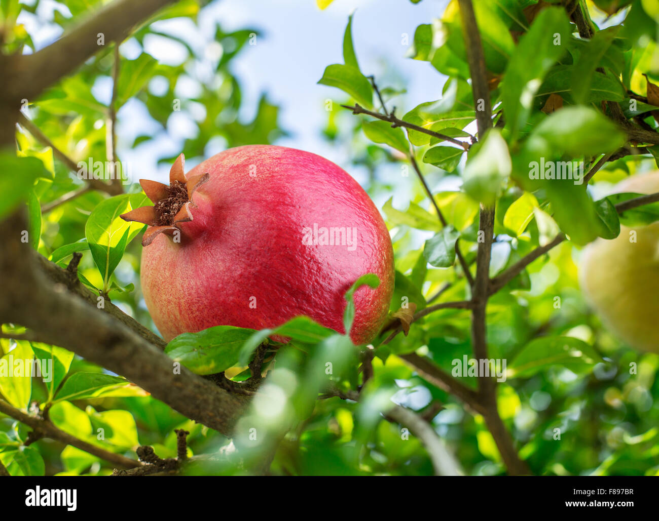 Reife rote Granatapfel-Frucht am Baum. Stockfoto