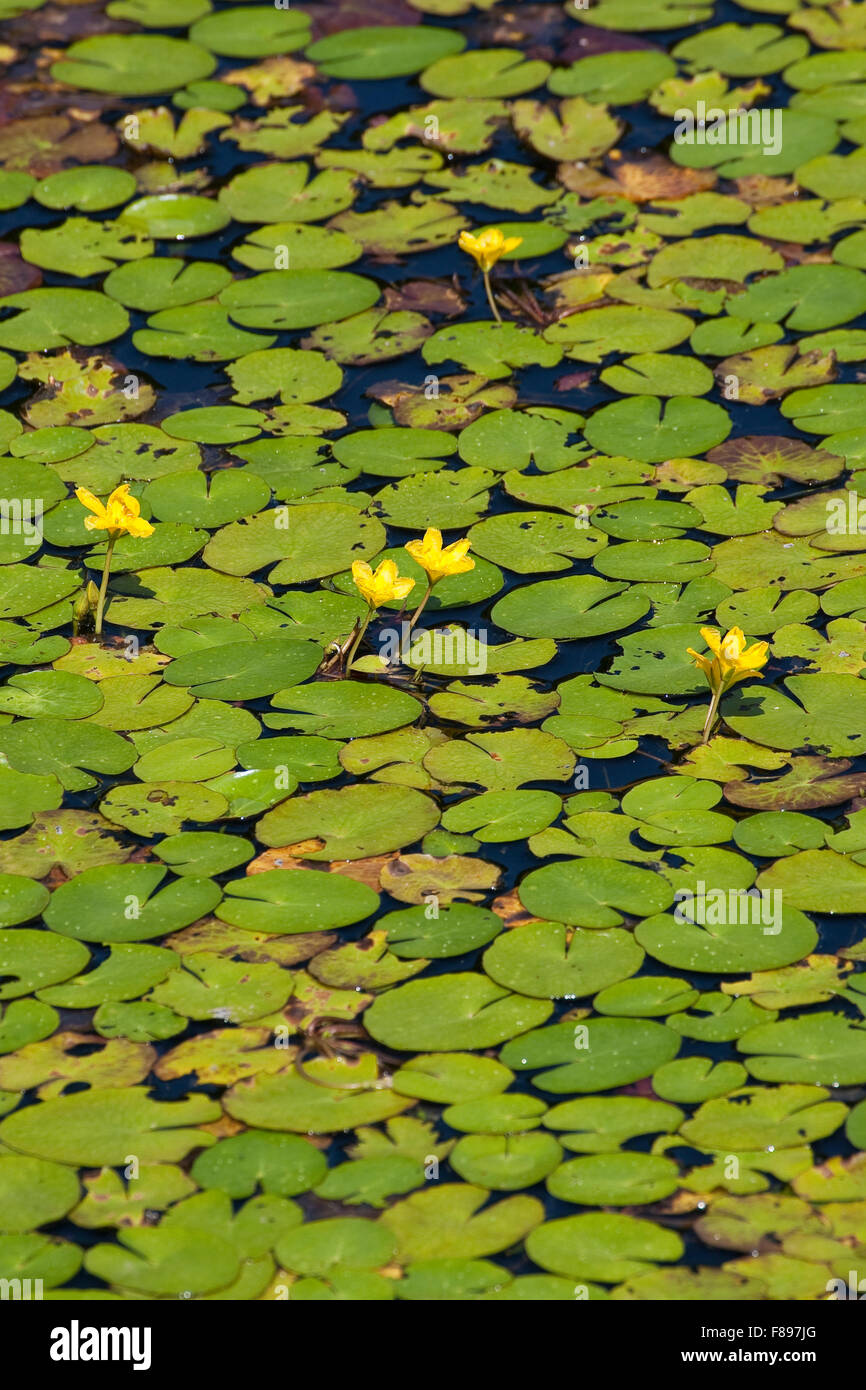 Wasser, Fringe, gelbe schwimmende Herzen, Gewöhnliche Seekanne, Europäische Seekanne, Nymphoides Peltata, Schwimmblattpflanze Stockfoto