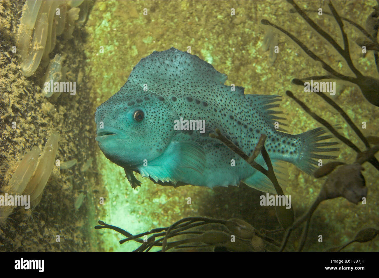 Lumpsucker, Seehase, Henne-Fisch, Henfish, Meer Henne, Weiblich, Seehase, siehe Hase, Klumpen, Lumpfisch, Weibchen, Cyclopterus Lumpus Stockfoto