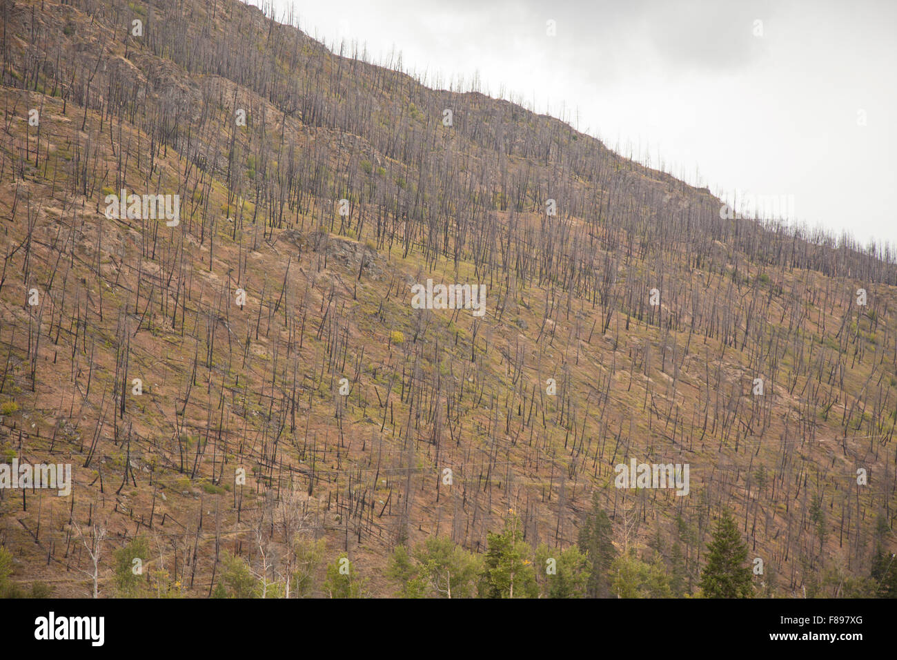 tot und verbrannten Wald, nachdem durch einen Brand verwüstet Stockfoto