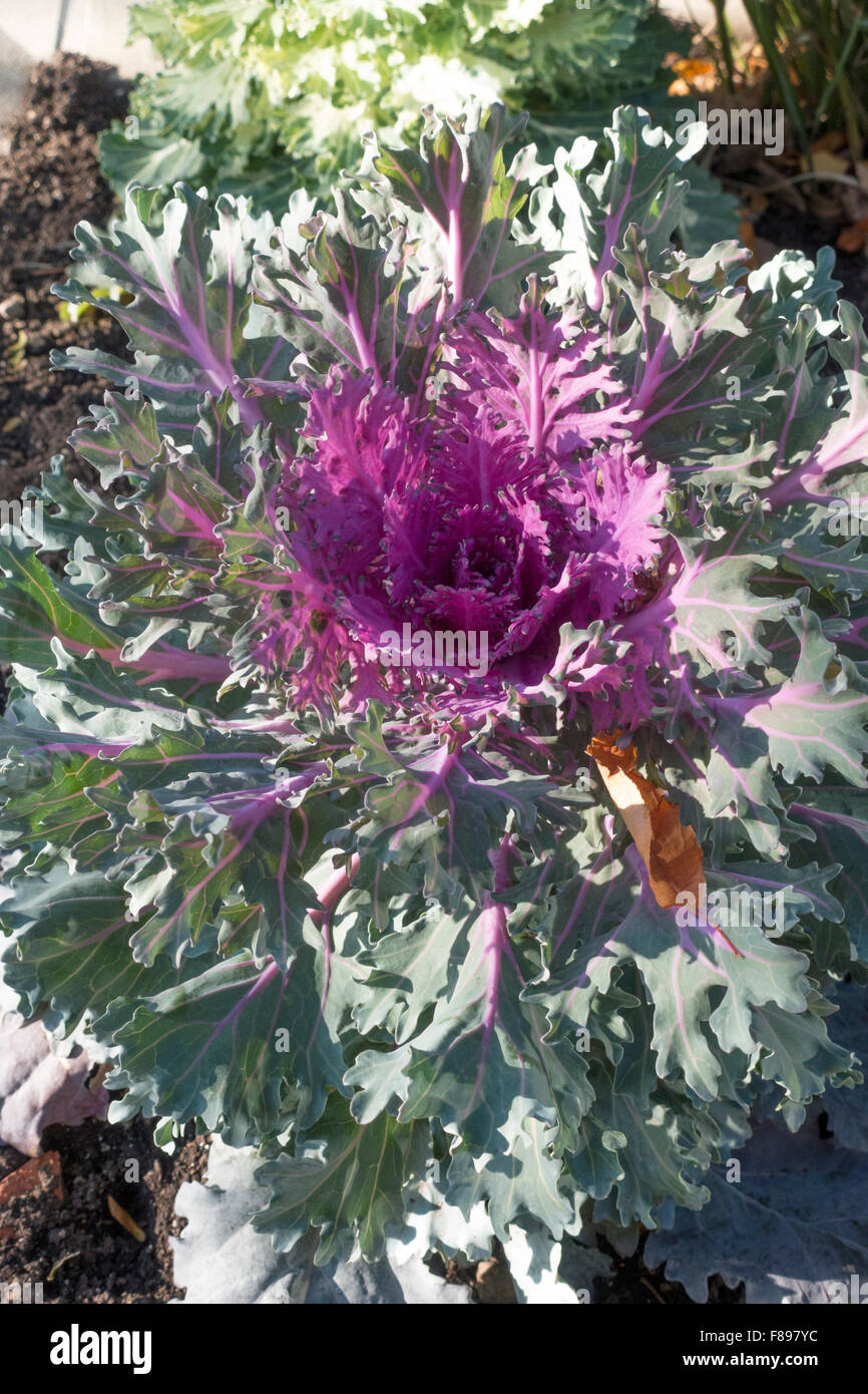 Zier Kohl oder Grünkohl im Herbst Garten schön zu schauen. Downers Grove Illinois IL USA Stockfoto