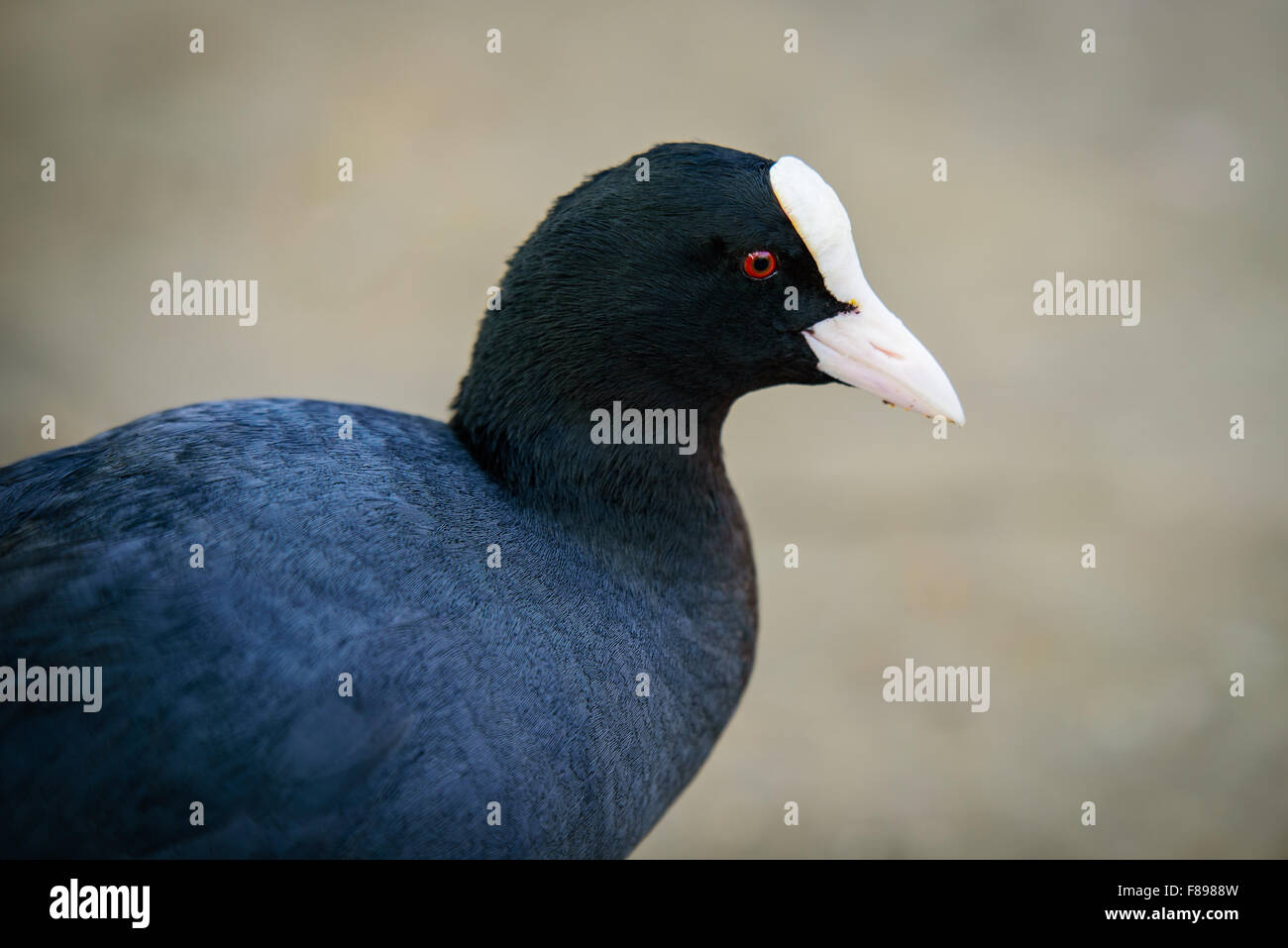 Nahaufnahme der eurasischen Wasserhuhn. Schwerpunkt der seine roten Augen. Leicht von hinten genommen. Stockfoto