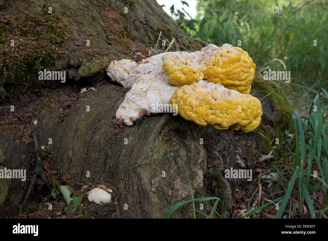 Krabben-of-the-Woods, Schwefel Polypore, Huhn, der Wald, Schwefel-Porling, Schwefelporling Laetiporus sulphureus Stockfoto