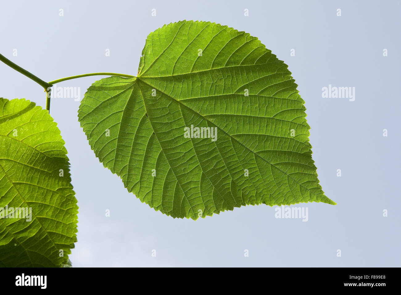 Großen Leaved Kalk, Linden, Blatt, Blätter, Sommerlinde, Sommer-Linde, Linde, Blätter, Blatt, Tilia Platyphyllos Stockfoto