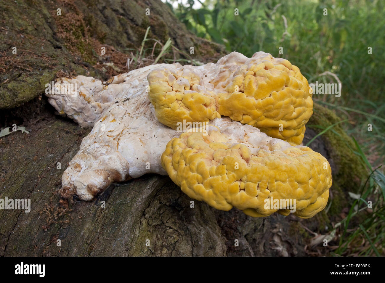 Krabben-of-the-Woods, Schwefel Polypore, Huhn, der Wald, Schwefel-Porling, Schwefelporling Laetiporus sulphureus Stockfoto