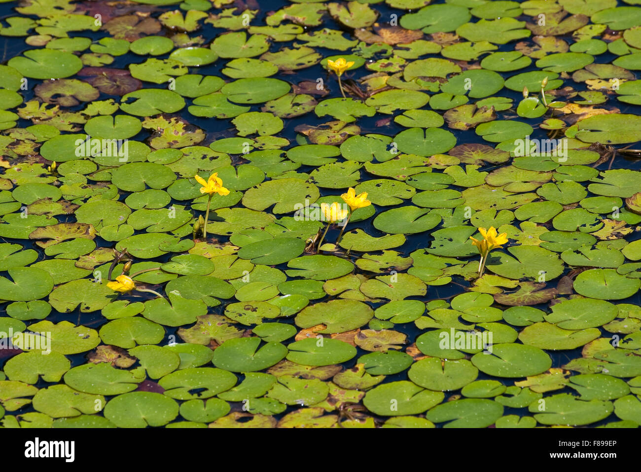 Wasser, Fringe, gelbe schwimmende Herzen, Gewöhnliche Seekanne, Europäische Seekanne, Nymphoides Peltata, Schwimmblattpflanze Stockfoto