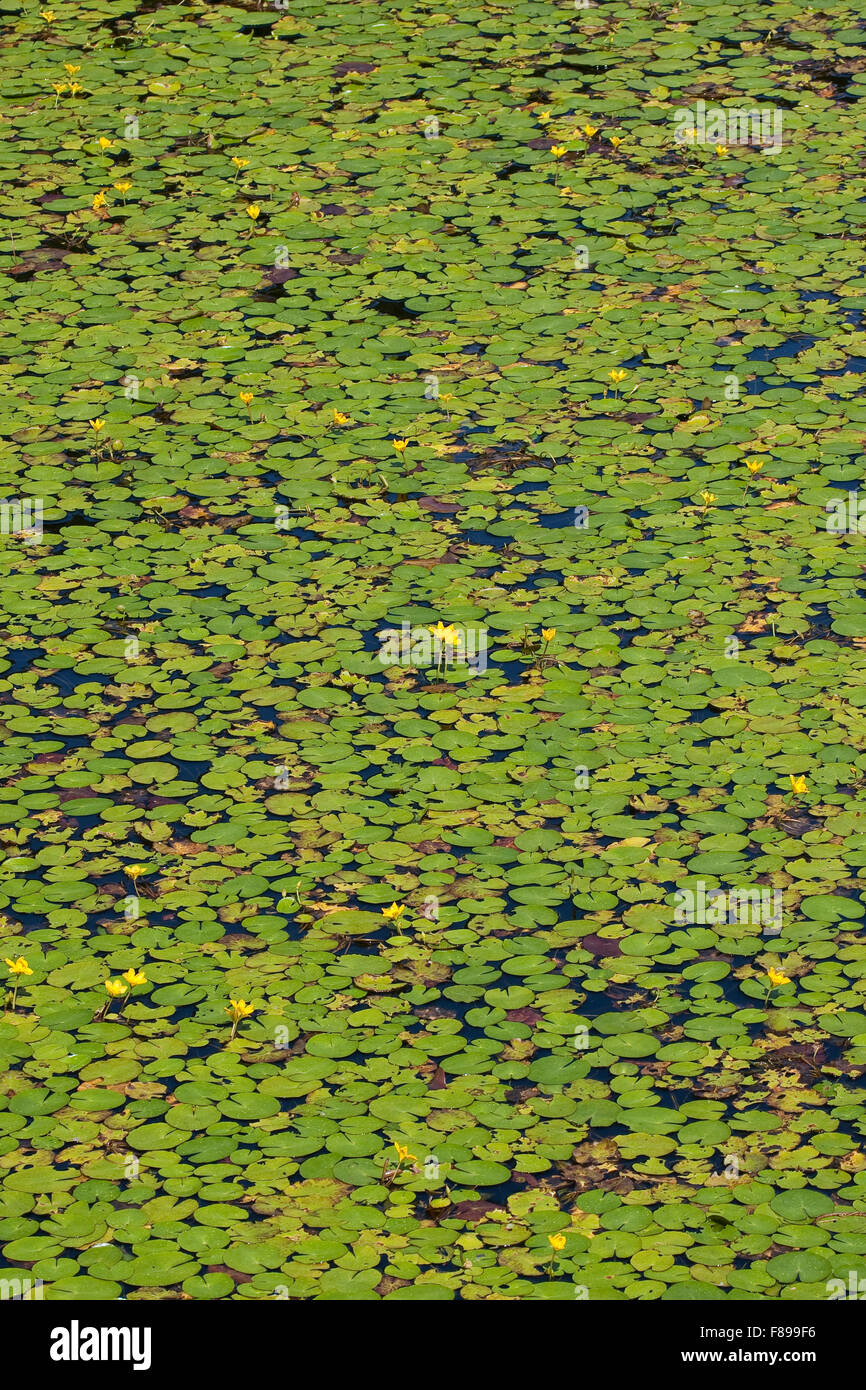 Wasser, Fringe, gelbe schwimmende Herzen, Gewöhnliche Seekanne, Europäische Seekanne, Nymphoides Peltata, Schwimmblattpflanze Stockfoto