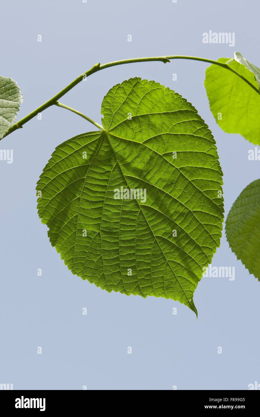 Großen Leaved Kalk, Linden, Blatt, Blätter, Sommerlinde, Sommer-Linde, Linde, Blätter, Blatt, Tilia Platyphyllos Stockfoto