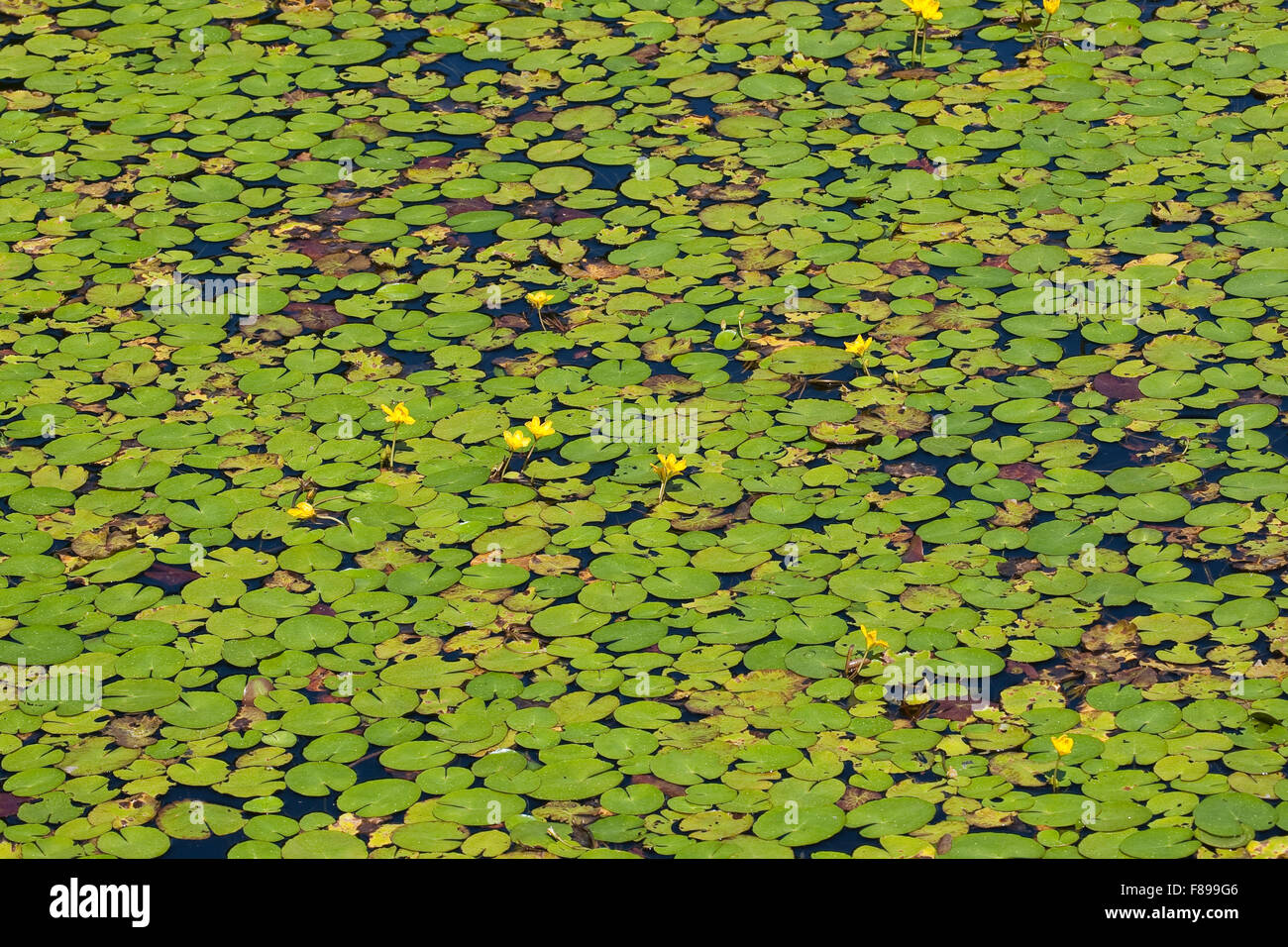 Wasser, Fringe, gelbe schwimmende Herzen, Gewöhnliche Seekanne, Europäische Seekanne, Nymphoides Peltata, Schwimmblattpflanze Stockfoto