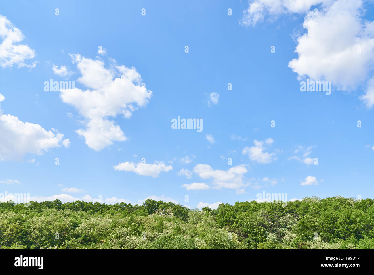 grünen Wald und Himmel mit Wolken an einem sonnigen Tag Stockfoto