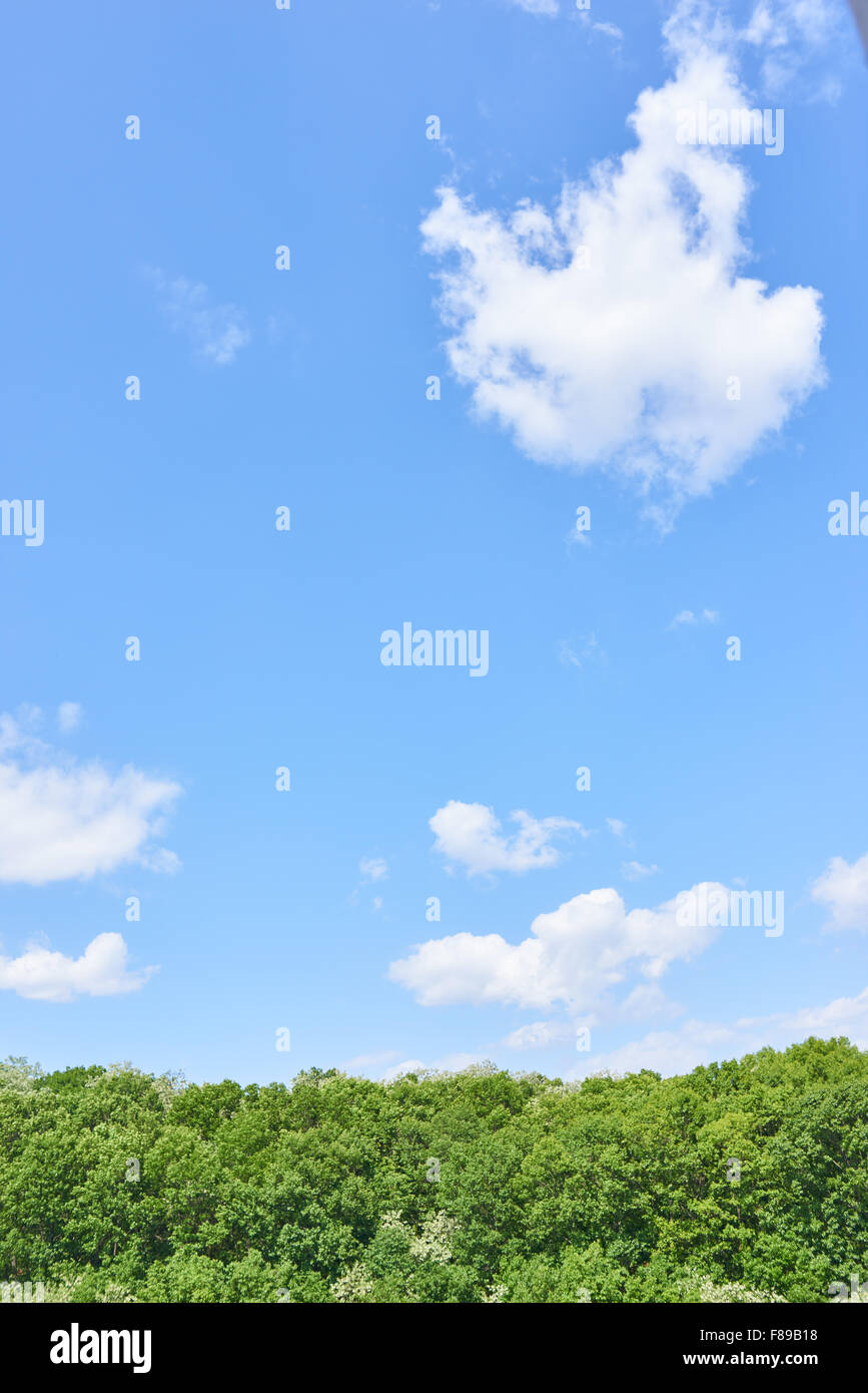 grünen Wald und Himmel mit Wolken an einem sonnigen Tag Stockfoto