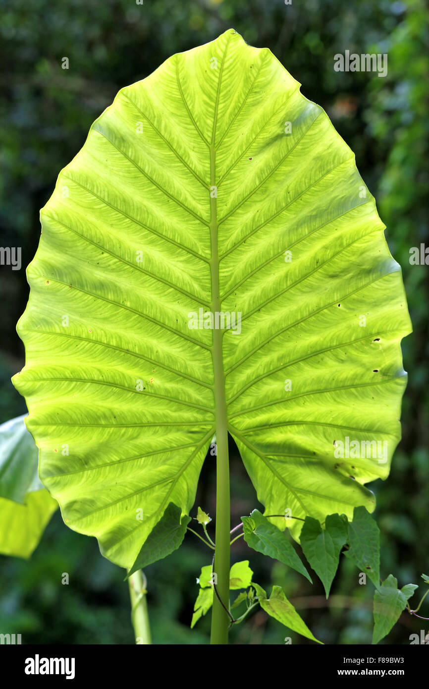 Große schöne grünes Blatt fotografiert hautnah Stockfoto