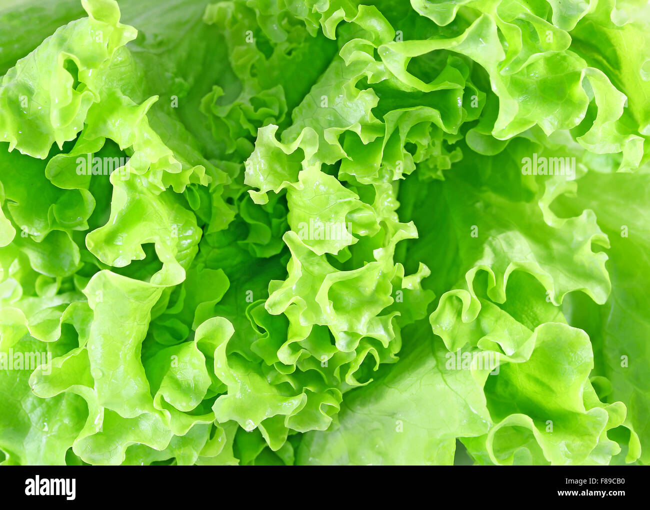 leckeren grünen Salat auf weißem Hintergrund fotografiert Stockfoto