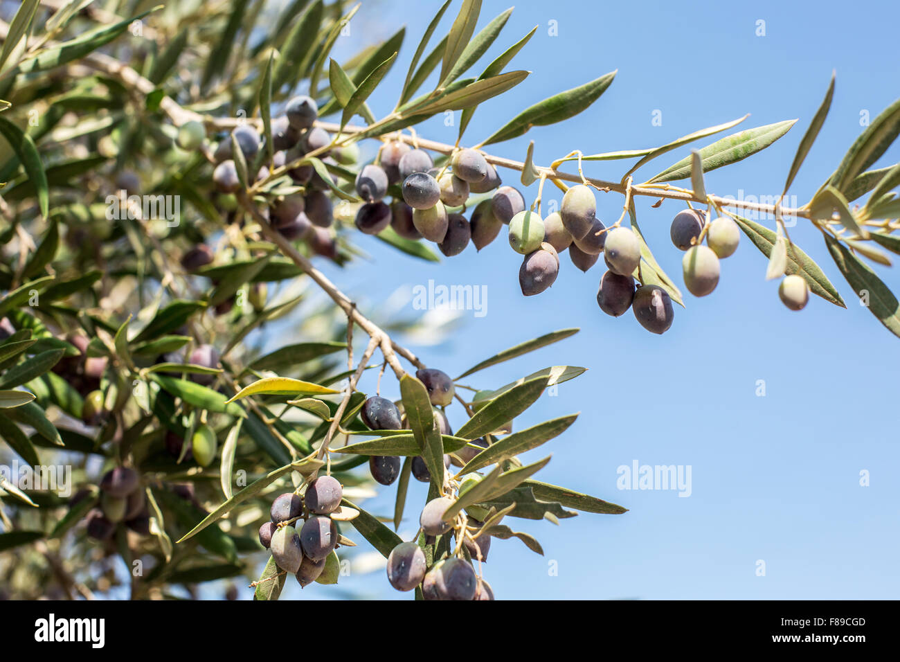 Zweig der Olivenbaum mit Beeren drauf. Closeup. Stockfoto