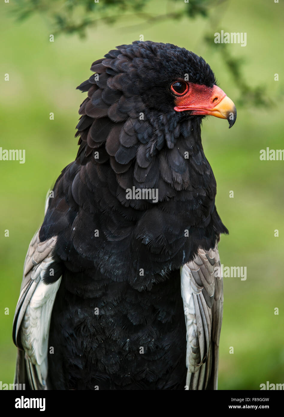 Porträt von Bateleur Adler (Terathopius Ecaudatus) in Afrika und Arabien hautnah Stockfoto