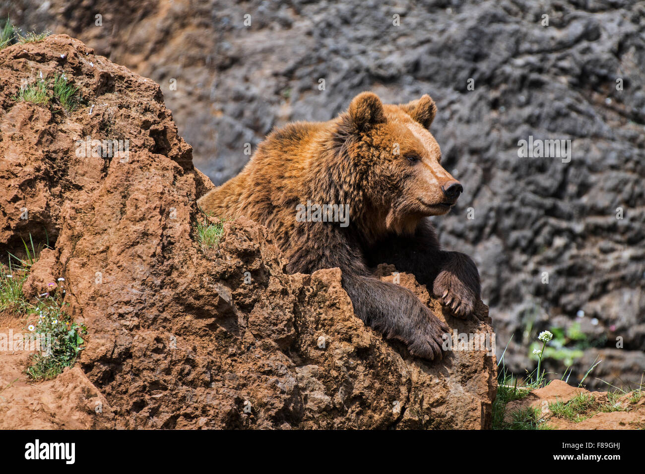 Eurasische Braunbären (Ursus Arctos Arctos) auf Felsen sitzen und perfekt harmonisch in Felswand Stockfoto