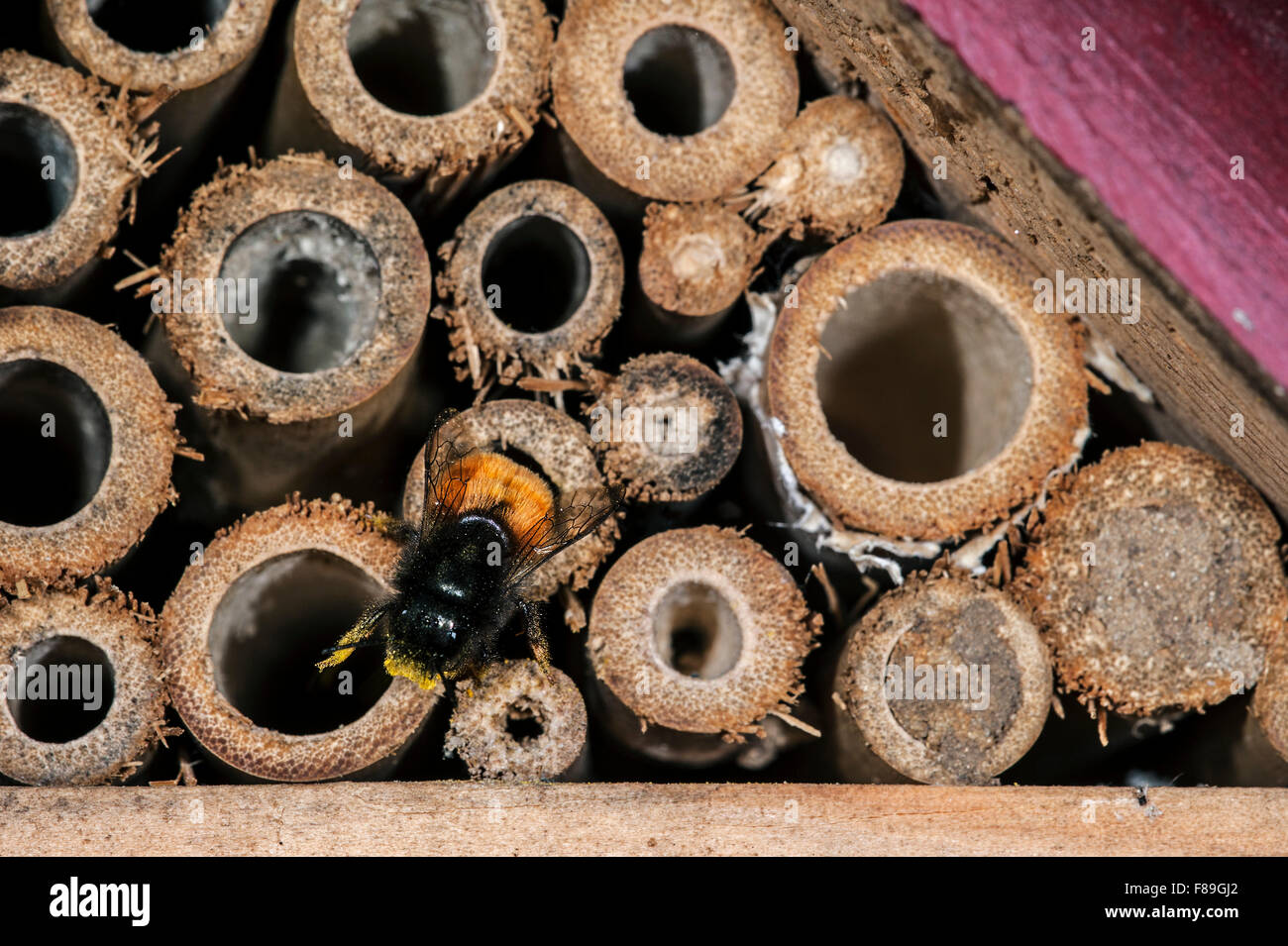 Mason Bee / Bauerbiene / Europäische Obstplantage Biene Osmia cornuta - voller Pollen und Nektar - nisten im hohlen Stamm im Insektenhotel für einsame Bienen Stockfoto