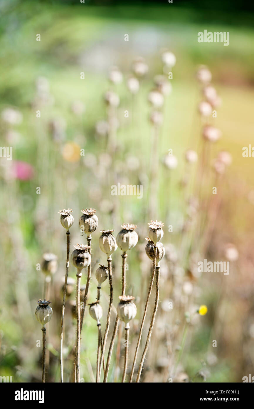 Spätsommer Mohn (Papaver Somniferum oder das Opium Poppy) formiert Samenköpfe UK Stockfoto
