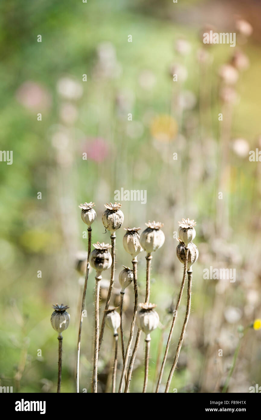 Spätsommer Mohn (Papaver Somniferum oder das Opium Poppy) formiert Samenköpfe UK Stockfoto