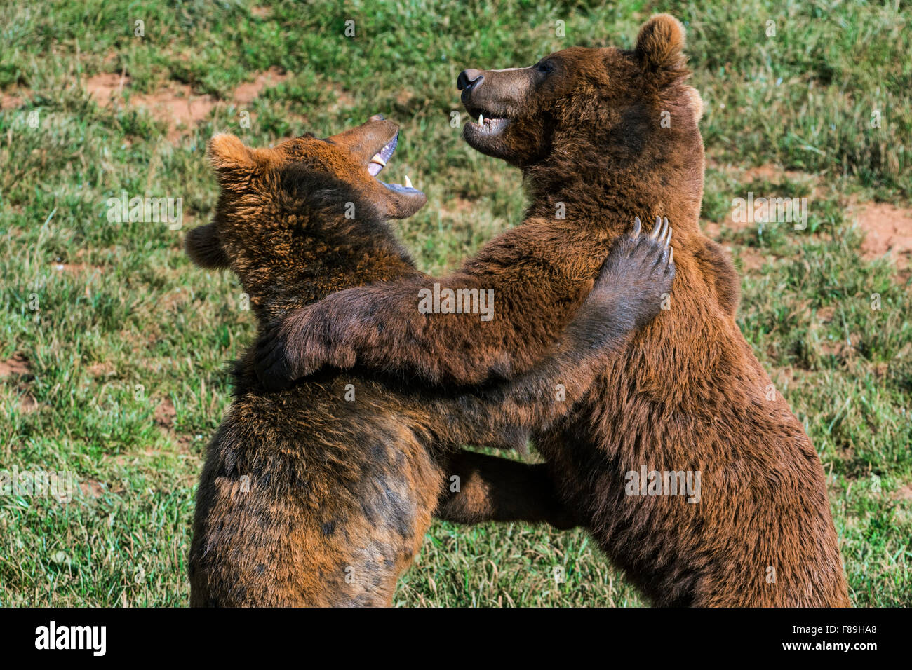 Zwei aggressive eurasischen Braunbären (Ursus Arctos Arctos) kämpfen beim aufrecht auf den Hinterbeinen stehend Stockfoto