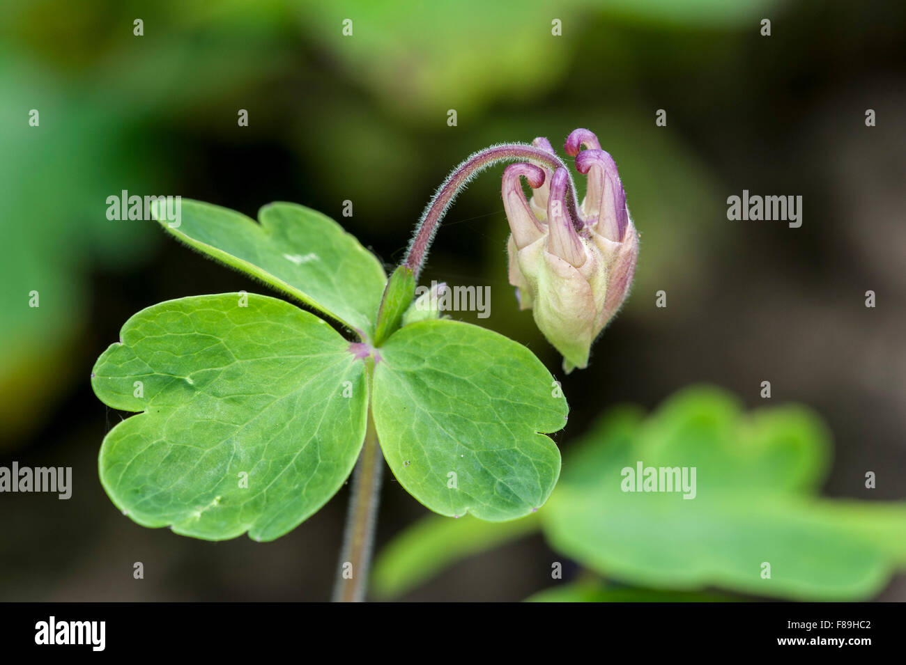 Europäische Akelei / Common Columbine / Omas Schlummertrunk / Omas Motorhaube (Aquilegia Vulgaris), Großaufnahme der Blütenknospe Stockfoto