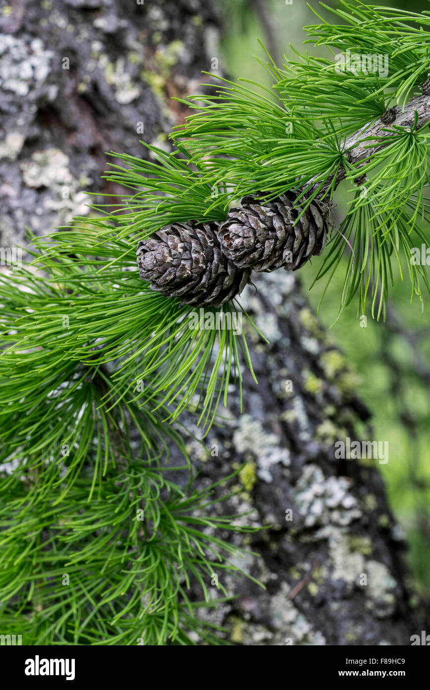 Europäische Lärche (Larix Decidua) Nahaufnahme von Nadeln und Zapfen Stockfoto