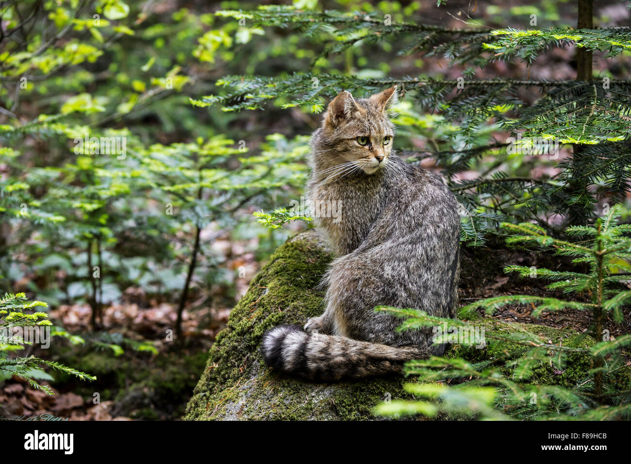 Europäische Wildkatze / wilde Katze (Felis Silvestris Silvestris) im Pinienwald Stockfoto