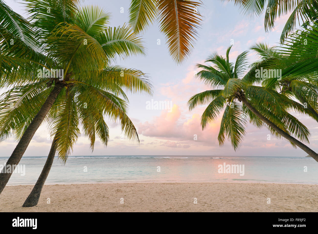 Palmen und Strand, Guadeloupe Stockfoto
