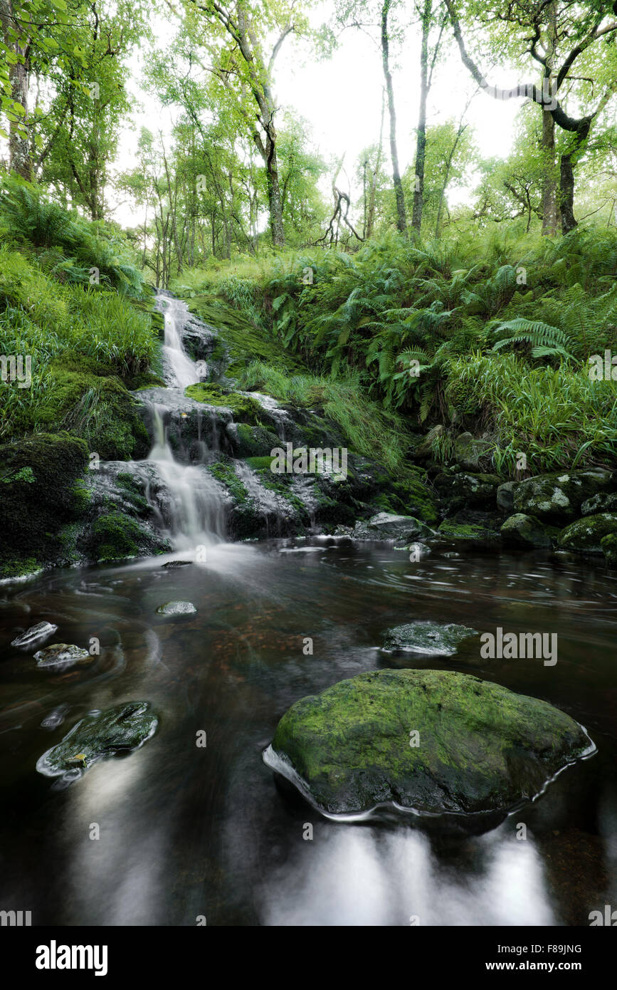 Kleiner Wasserfall im Wald, Schottland, Europa Stockfoto