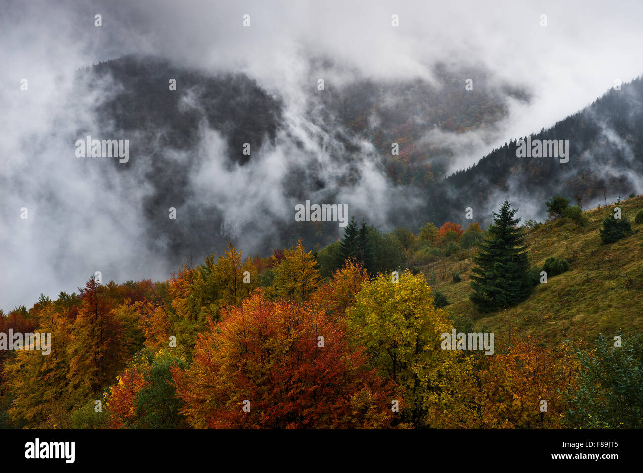 Herbst Wald, Karpaten, Slowakei, Europa Stockfoto