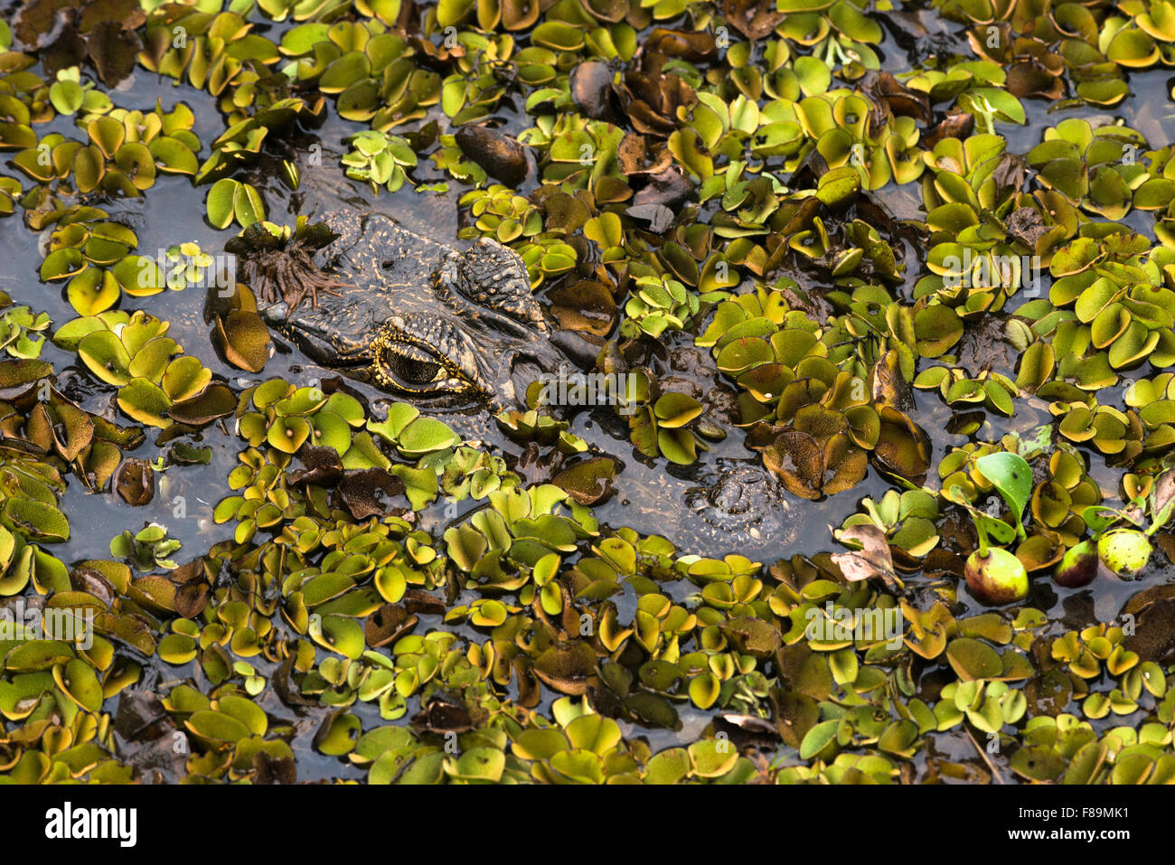 Ein Caiman Yacare Versteck unter der schwimmenden vegetation Stockfoto