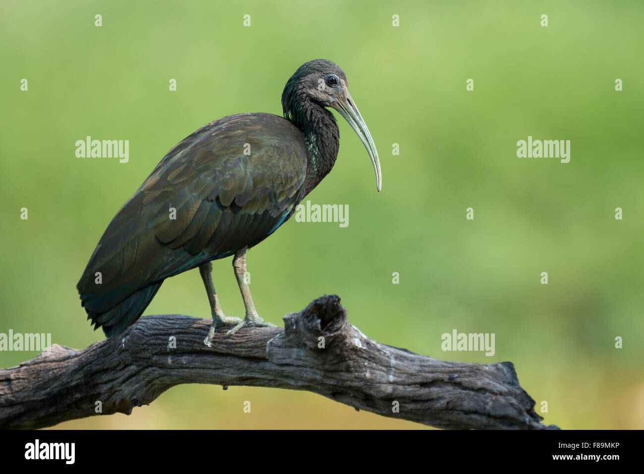 Eine Grüne Ibis aus dem Pantanal Stockfoto