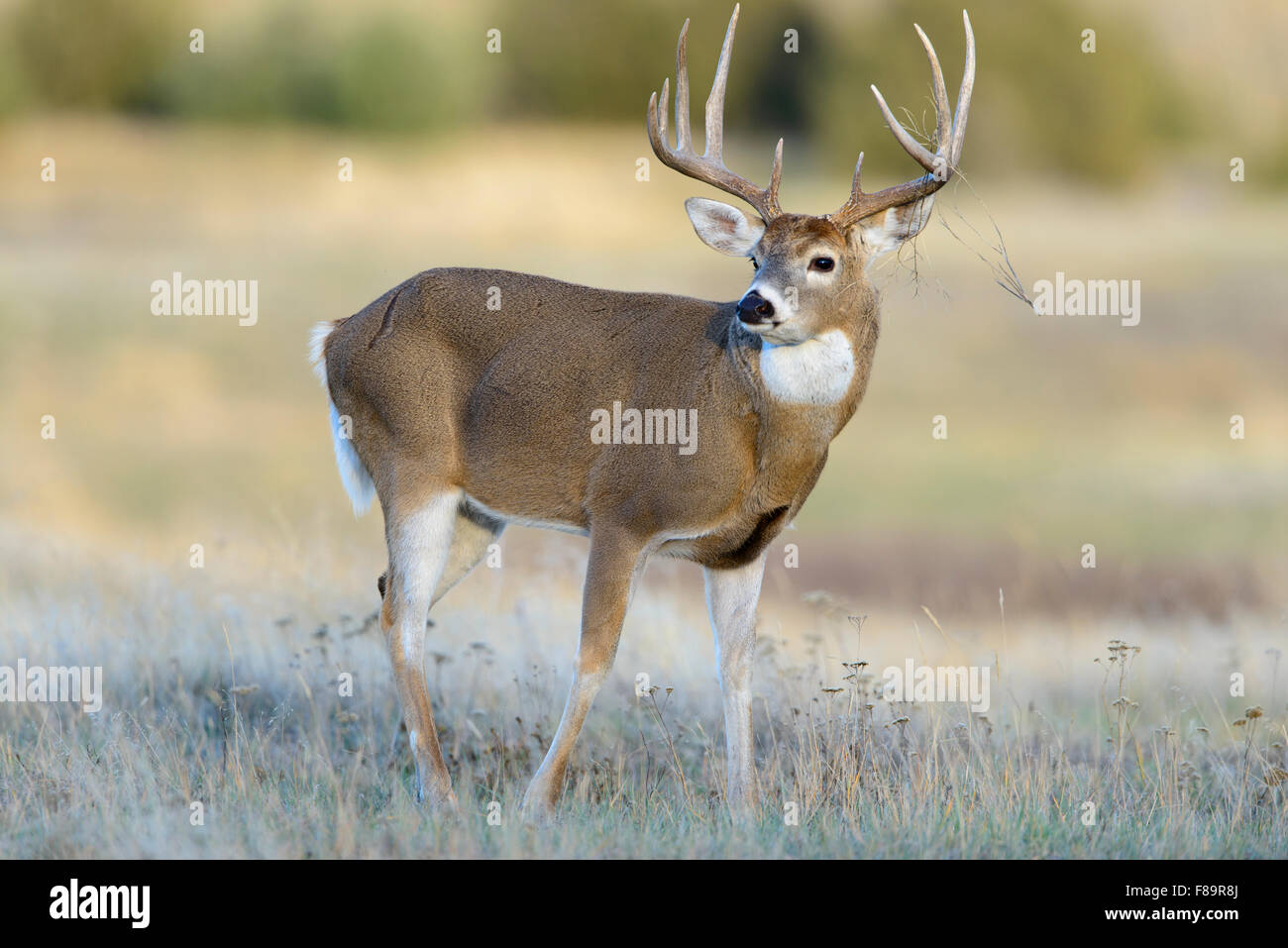 Weiß - angebundene Rotwild Buck, Westen der USA Stockfoto