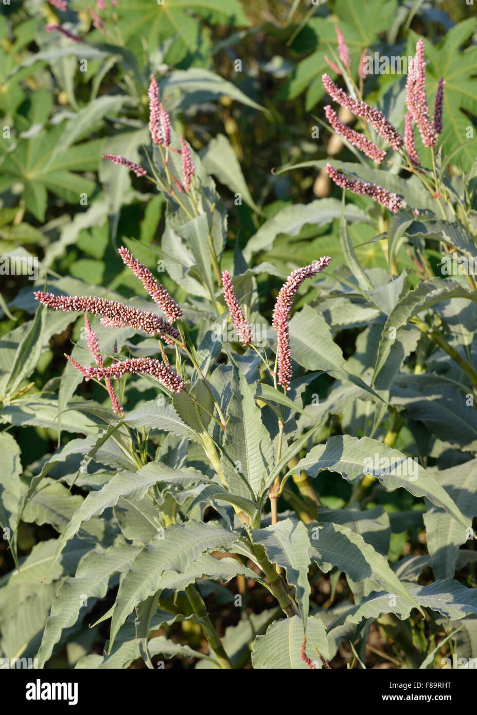 Rosa Knöterich - Polygonum Lanigerum den letzten Ankunft in Zypern Stockfoto