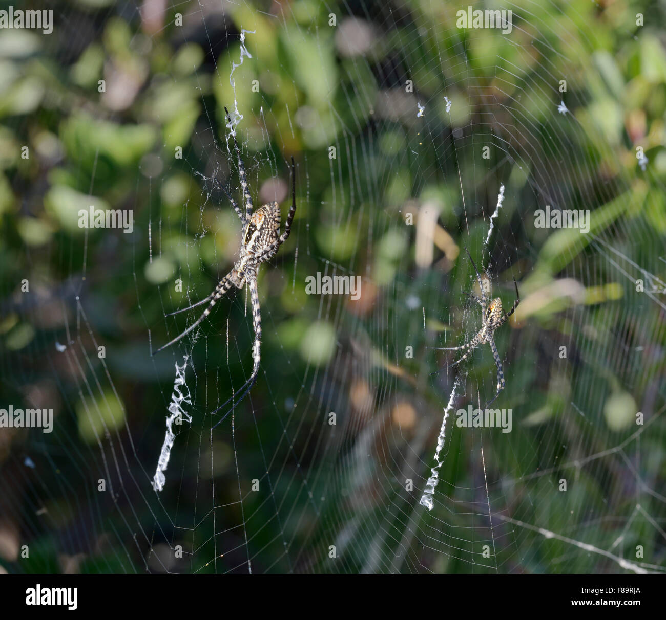 Wespe Spinnen - Argiope Bruenichii zwei Spinnen in parallelen Bahnen Stockfoto