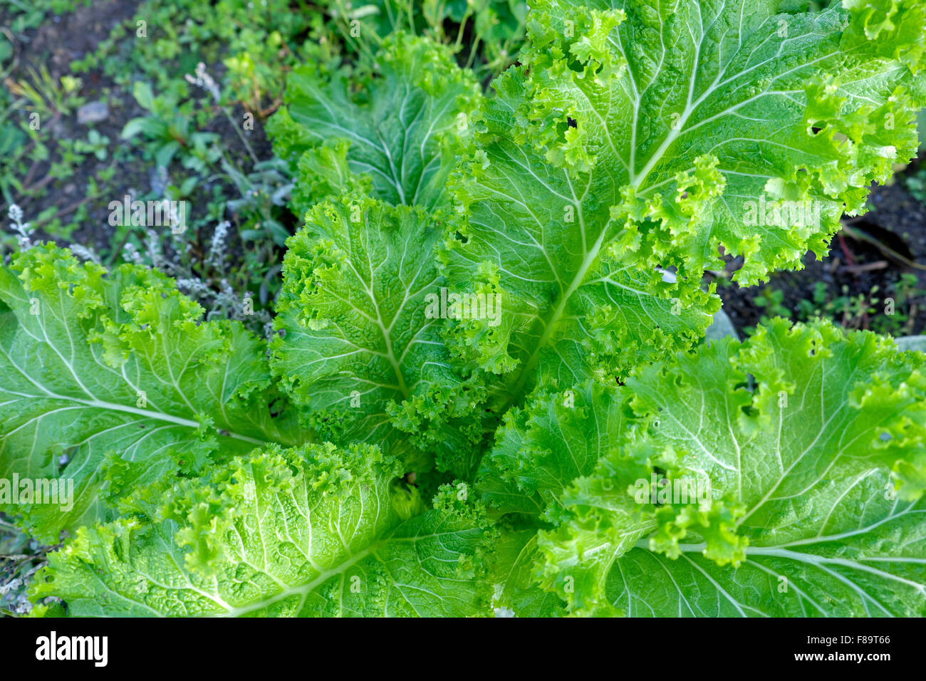 Brassica Juncea "Green Wave" Senf schmeckt wie Wasabi salat Pflanzen in ländlichen Gemüsegarten Carmarthenshire Wales UK KATHY DEWITT Stockfoto