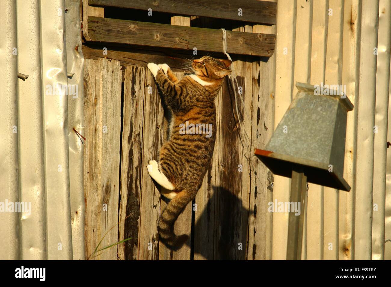 Tabby Katze klettern auf einem hölzernen Gebäude außerhalb Stockfoto