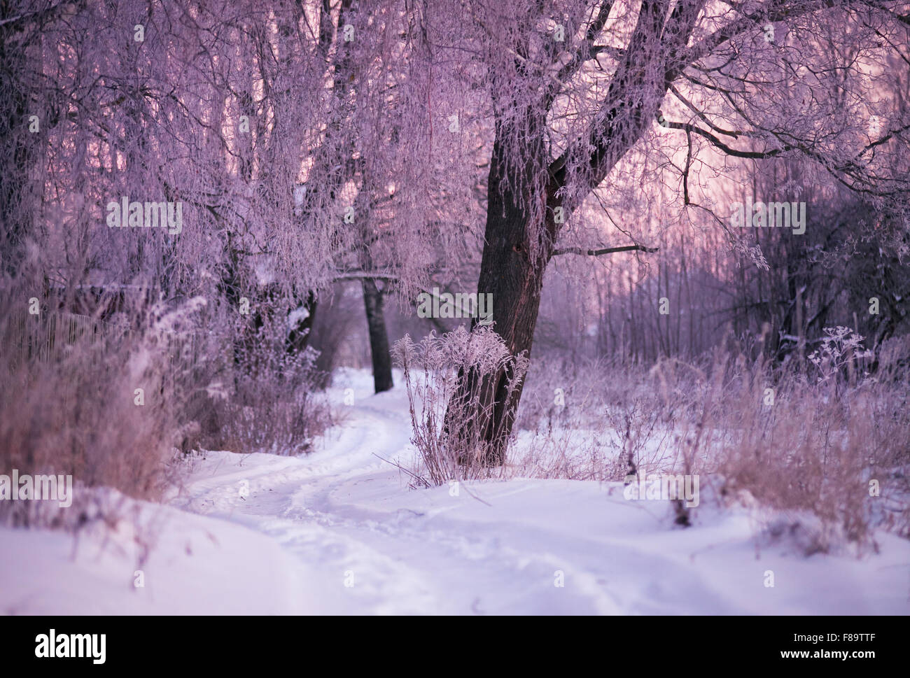 Wintermorgen in Belarus. Januar in der Nähe von Minsk. Stockfoto